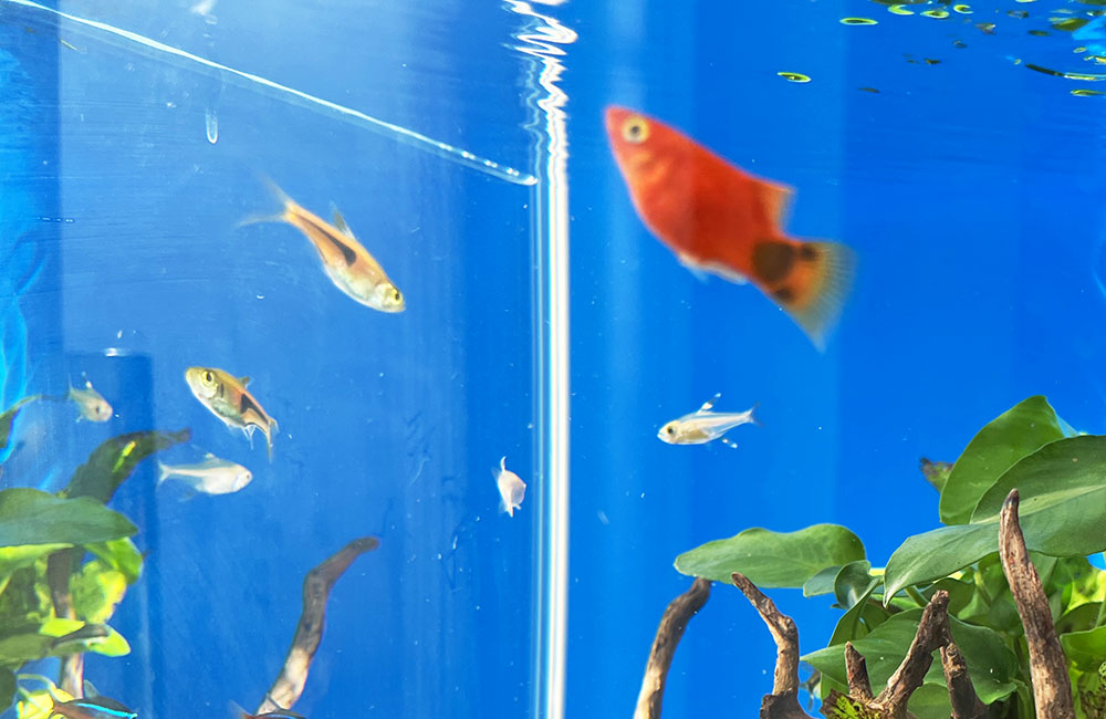 青い背景の水槽を泳ぐ赤い熱帯魚と小型カラシン類