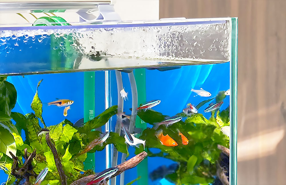 水草水槽を泳ぐネオンテトラの仲間と小型熱帯魚群