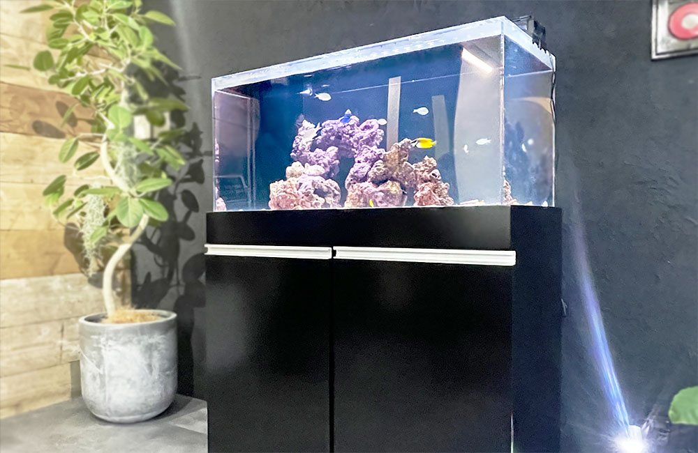 企業様の水槽をリニューアル！カクレクマノミとナンヨウハギの水槽！