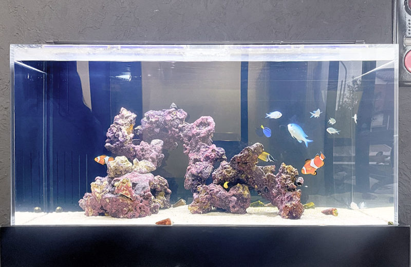 企業様の水槽をリニューアル!カクレクマノミとナンヨウハギの水槽! 水槽画像2