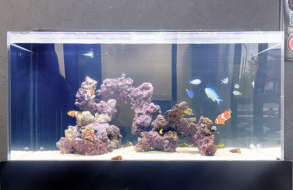 ライブロックとクマノミが泳ぐ海水魚水槽の全景