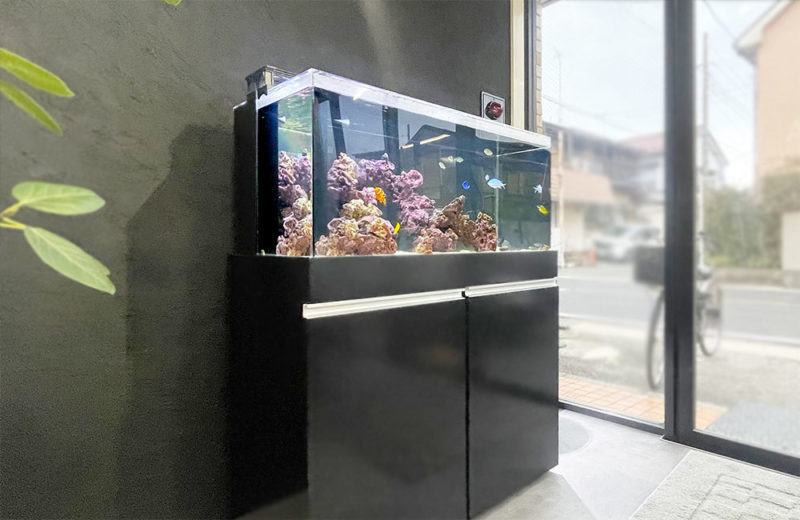 企業様の水槽をリニューアル!カクレクマノミとナンヨウハギの水槽! 水槽画像3