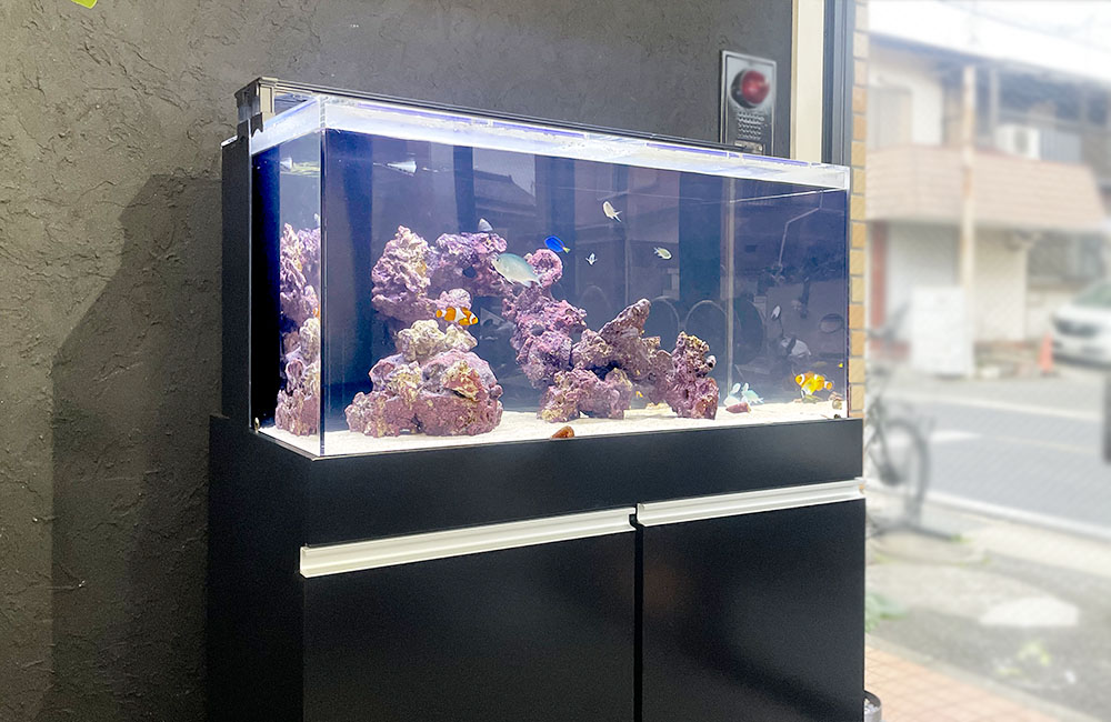 黒い水槽台に設置された海水魚水槽とライブロックの構成