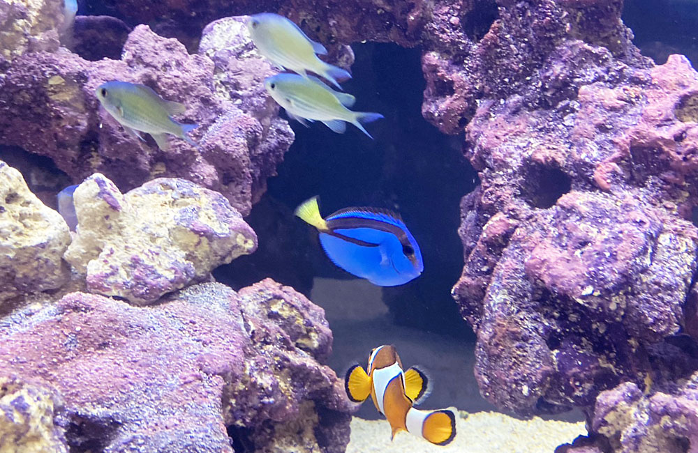 魚レンタル Q&A