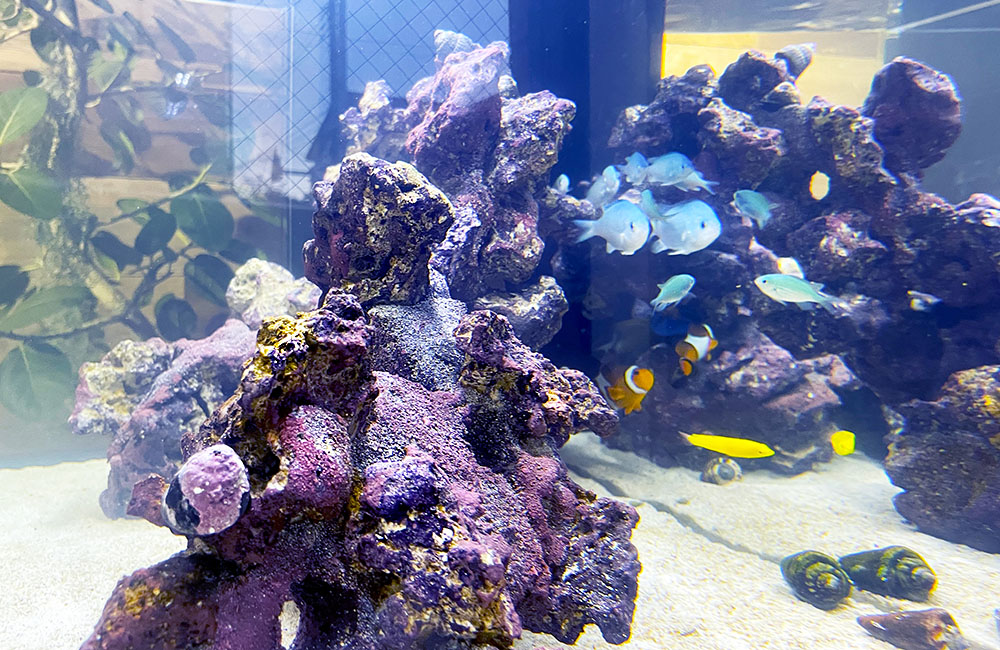 ライブロックと海水魚が泳ぐサンゴ砂の海水水槽内観