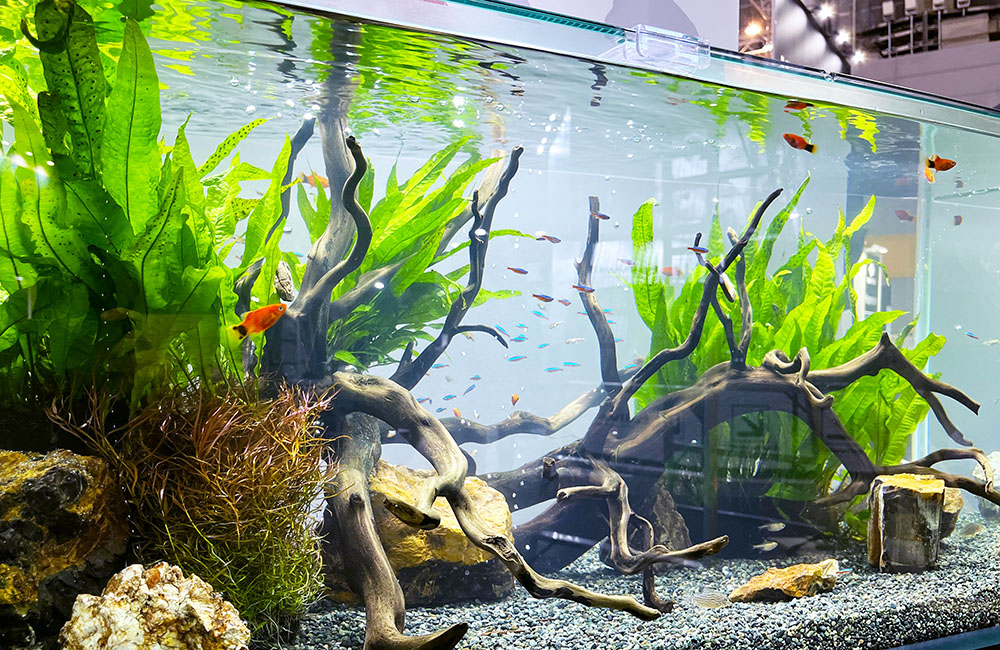 流木と水草を配置した水槽内を泳ぐ小型カラシンと熱帯魚