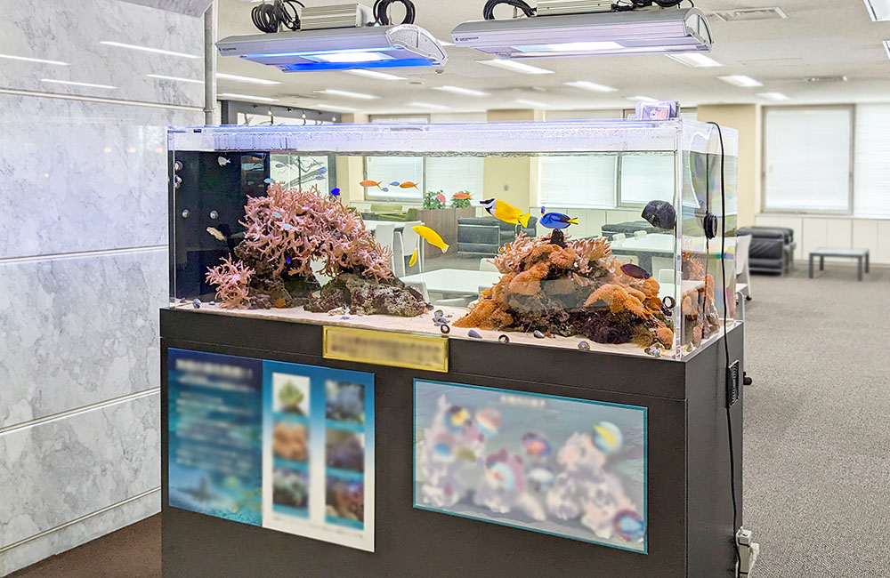 沖縄の海を再現したサンゴ水槽！オフィスのエントランス　その後