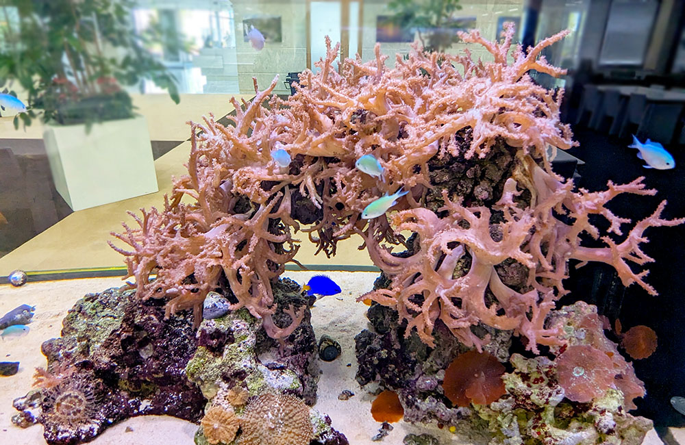 サンゴの周りを泳ぐ青い海水魚とライブロックの水槽内景