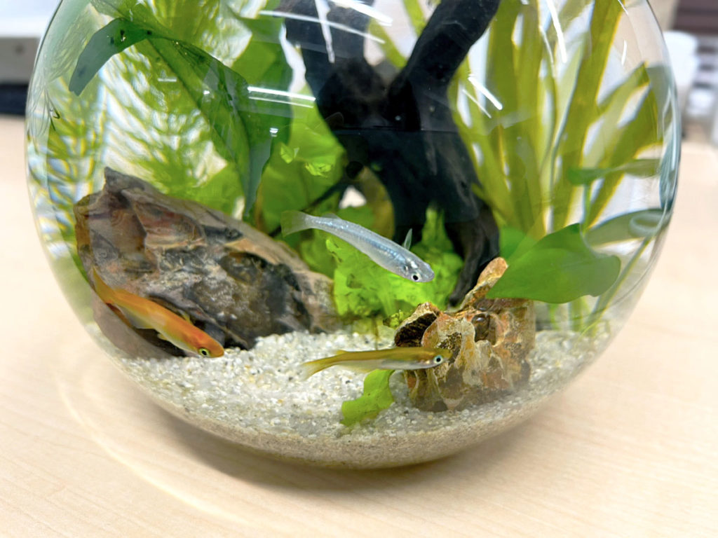 水草と流木を配置した丸いボトル水槽で泳ぐメダカ