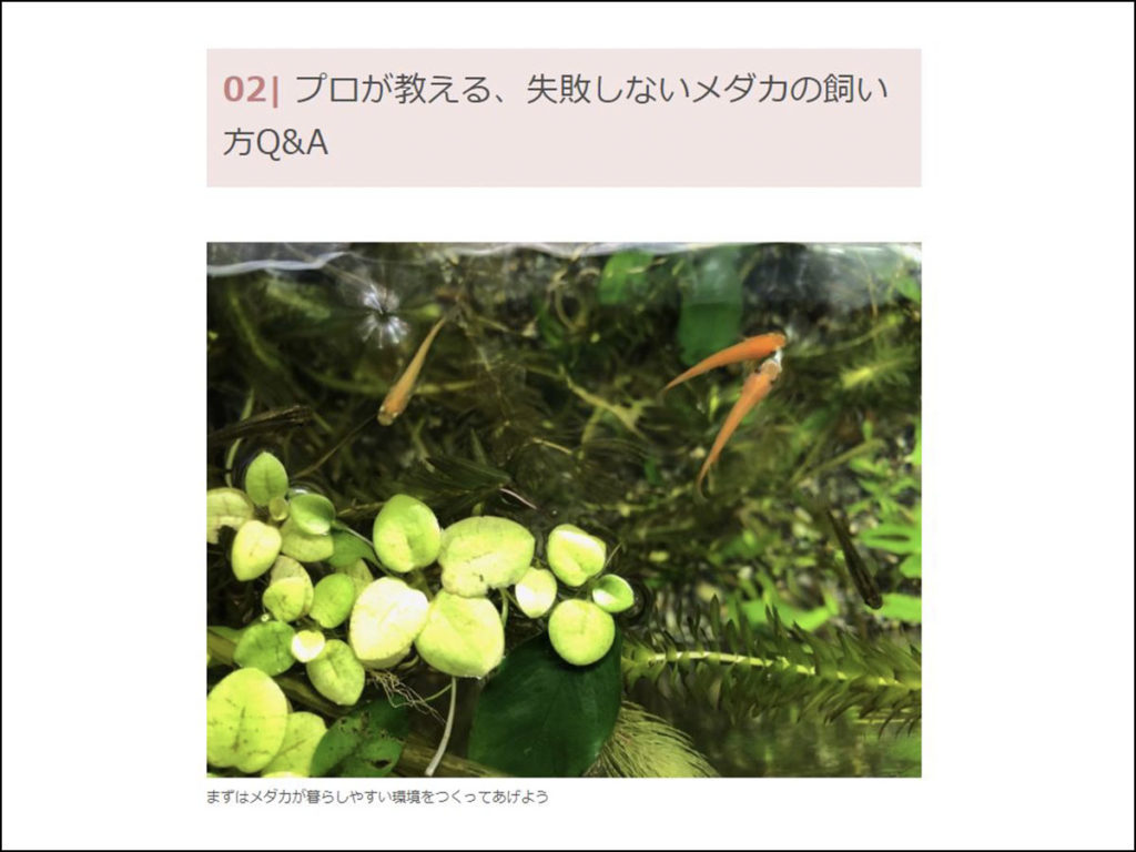 失敗しないメダカの飼い方Q&Aの見出し画像