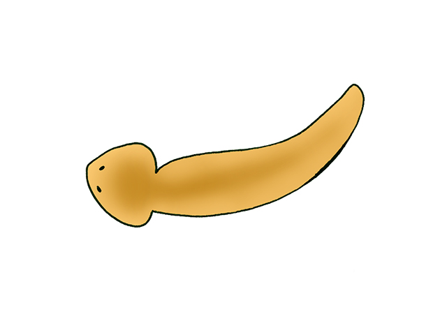 白背景に描かれた茶色いプラナリアのイラスト