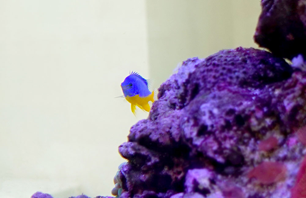 ライブロックの陰から現れる青と黄色の海水魚