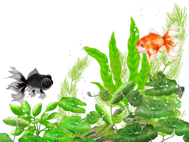 水草の間を泳ぐ赤色の金魚と黒色の出目金のイラスト