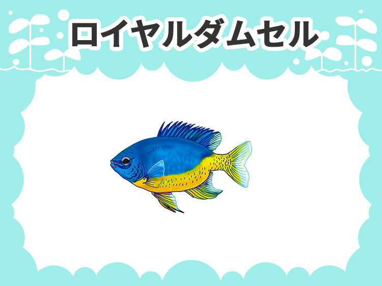 ロイヤルダムセルのお魚図鑑