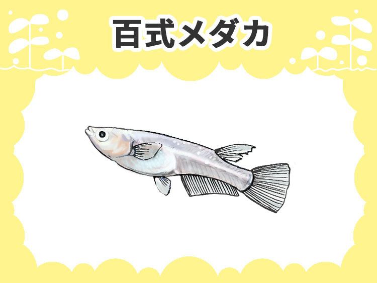 百式メダカの文字とメダカのイラストの見出し画像