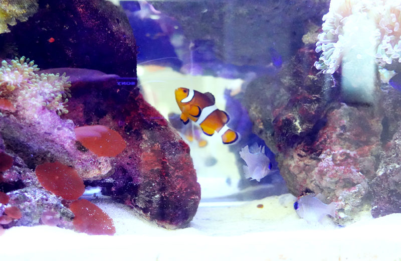 オフィス様のサンゴ水槽!キャビネットに設置したその後の様子 水槽画像4