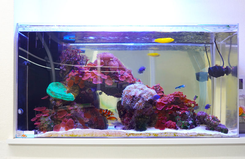 サンゴと海水魚が泳ぐ横長のアクアリウム水槽