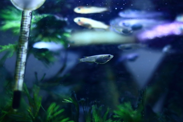 水槽内を泳ぐメダカと水温計および水草の風景