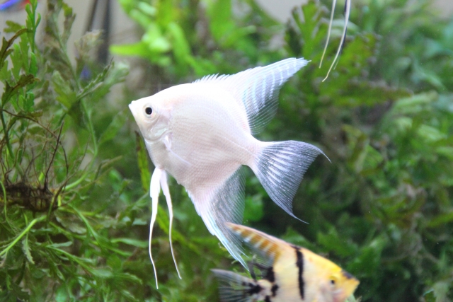 水草を背景に泳ぐ白いエンゼルフィッシュと熱帯魚群