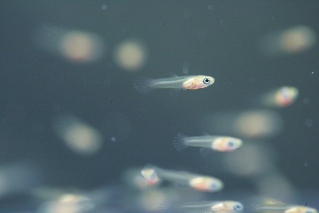 暗い背景の水槽内を泳ぐメダカの稚魚の群れ
