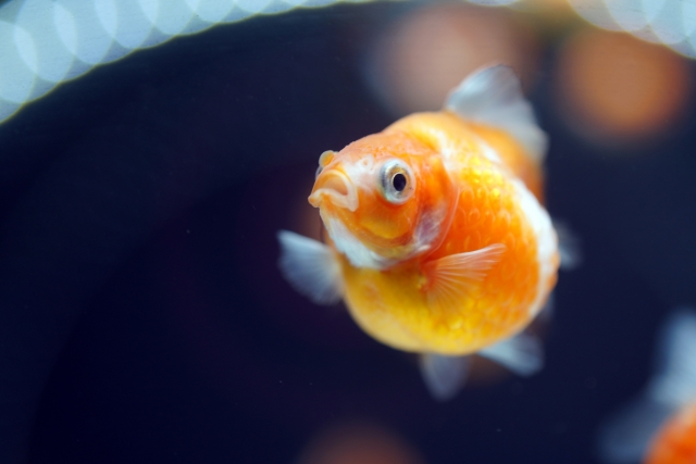 丸い体型をしたオレンジと白の模様の金魚