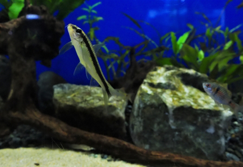 岩や流木を配置した水槽内を泳ぐ熱帯魚と水草の風景