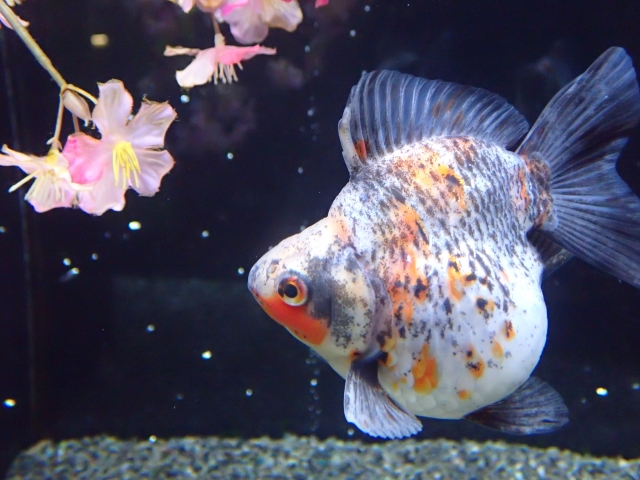水槽内を泳ぐまだら模様の金魚とピンク色の造花