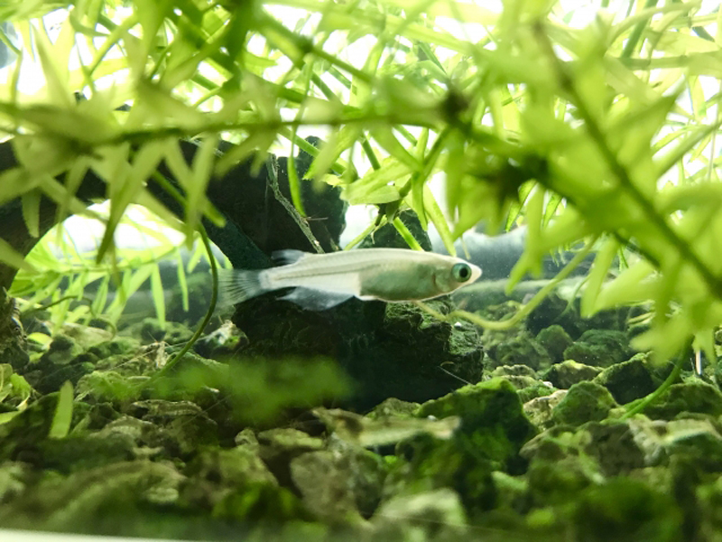 水草の茂みと流木の間を泳ぐ一匹のメダカ