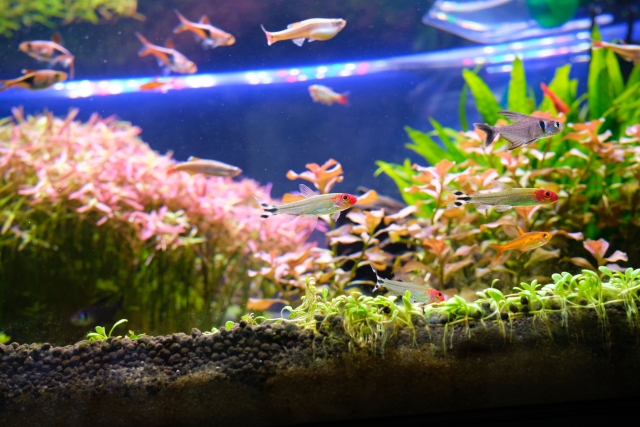 水草が茂る水槽内を泳ぐ小型カラシンと熱帯魚群