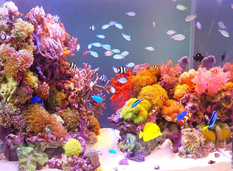 色鮮やかなサンゴ礁と熱帯魚が泳ぐ海水魚水槽の全景