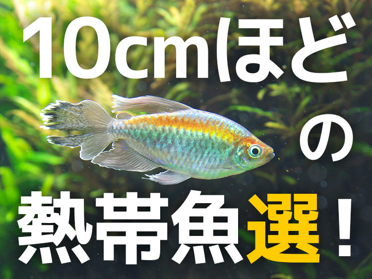 10cmほどの熱帯魚選の見出し画像と水草を泳ぐ中型カラシン