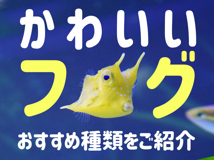 かわいいフグおすすめ種類の見出し画像