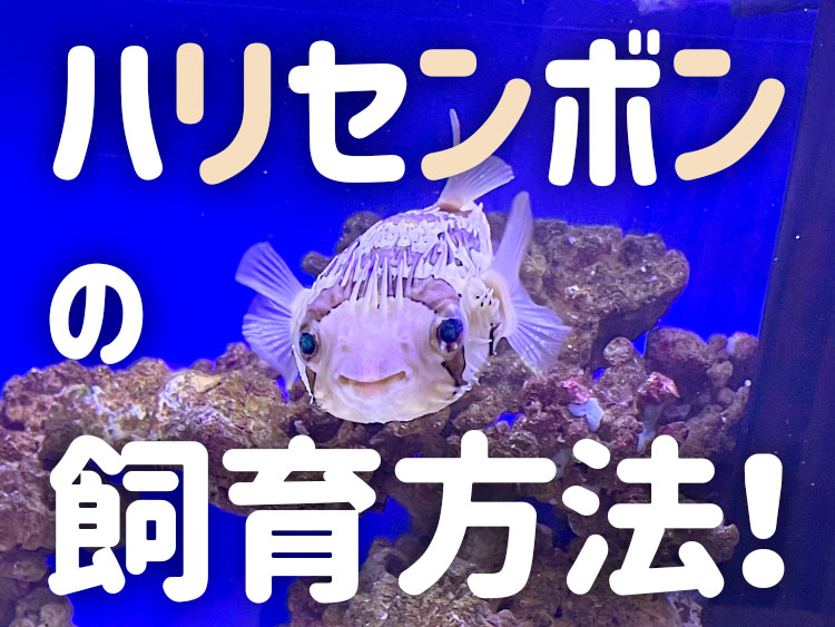 ハリセンボンの飼い方!最適な水槽サイズから餌、病気や混泳を解説!のサムネイル画像