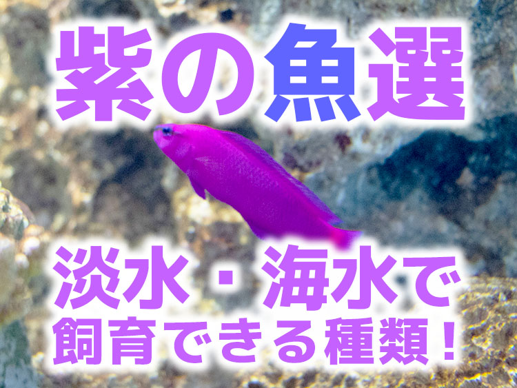 紫の魚選・淡水海水で飼育できる種類の見出し画像