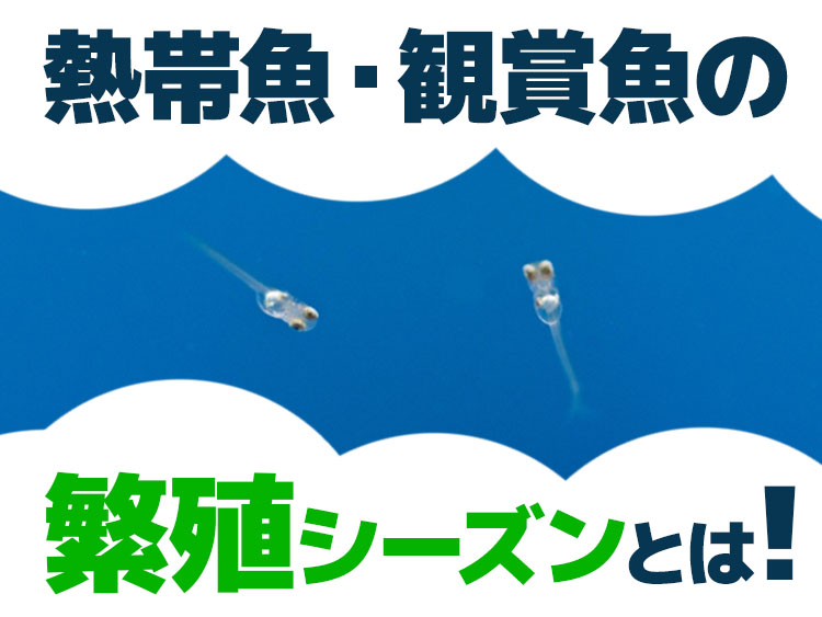 熱帯魚・観賞魚の繁殖シーズンとは!繁殖の準備とポイントを解説!