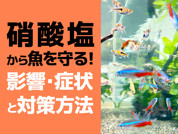 硝酸塩から魚を守れ！硝酸塩の魚への影響・症状と、対策を解説します！のサムネイル画像
