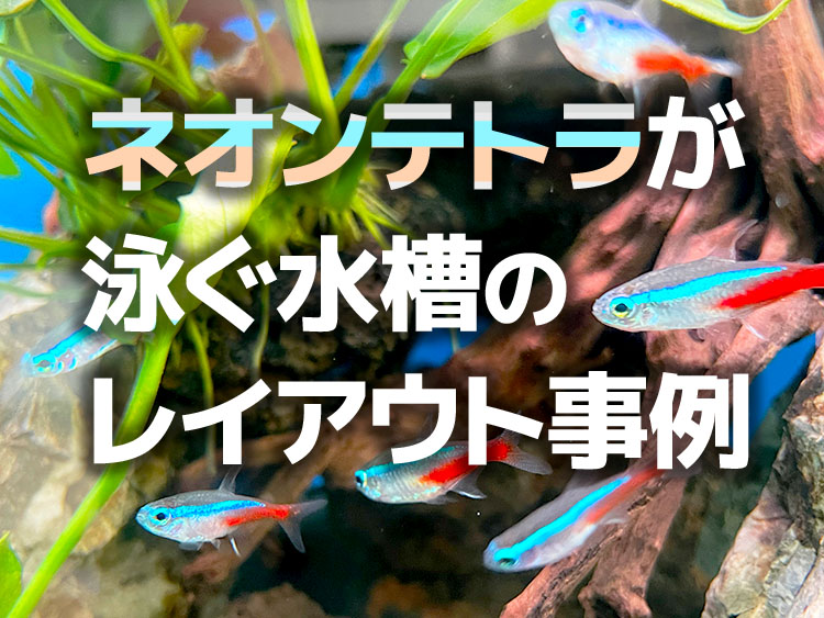 ネオンテトラが泳ぐ水槽のレイアウト事例の見出し画像