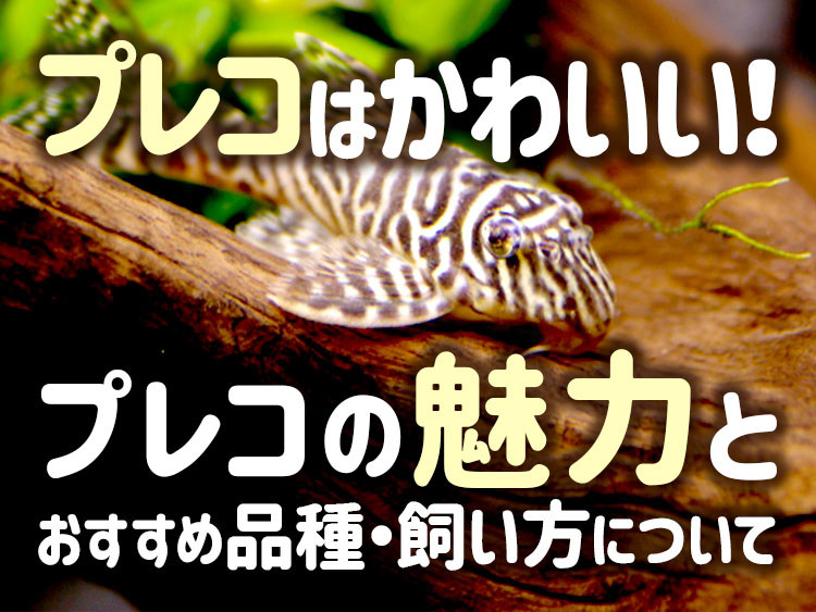プレコの魅力とおすすめ品種・飼い方の見出し画像