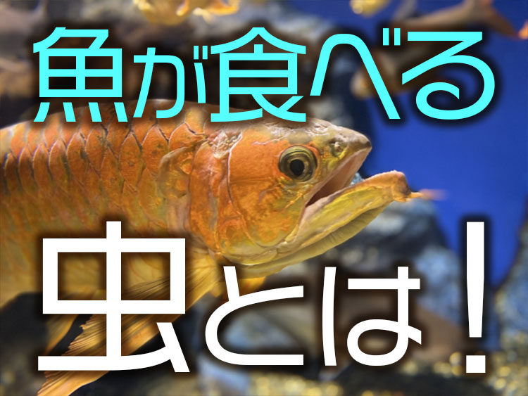 魚が食べる虫とは！の文字とアロワナの見出し画像