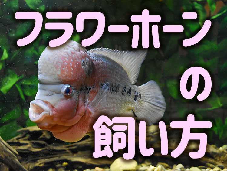 フラワーホーンの飼い方の文字とコブのある熱帯魚の画像