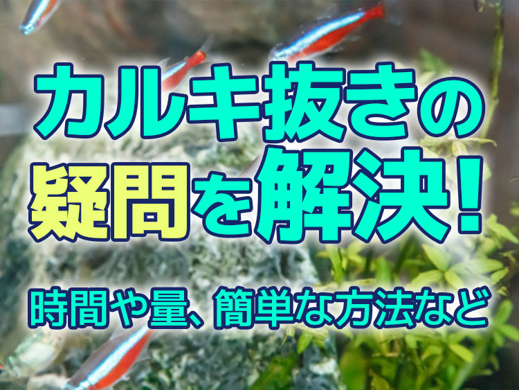 カルキ抜きの疑問を解決する時間や方法の見出し画像