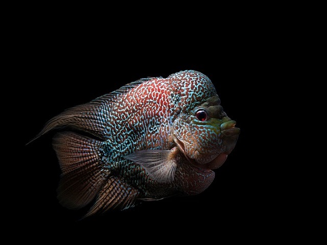 黒背景に浮かぶコブのある大型シクリッドの仲間