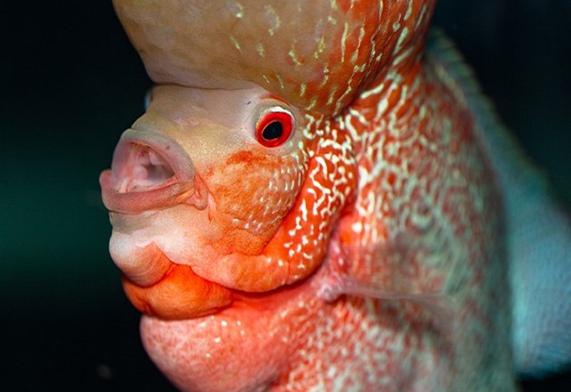 頭部に大きなコブがある赤い熱帯魚の顔のアップ