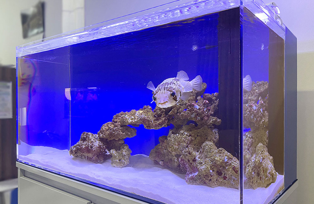 青い背景の海水魚水槽を泳ぐフグの仲間とライブロック