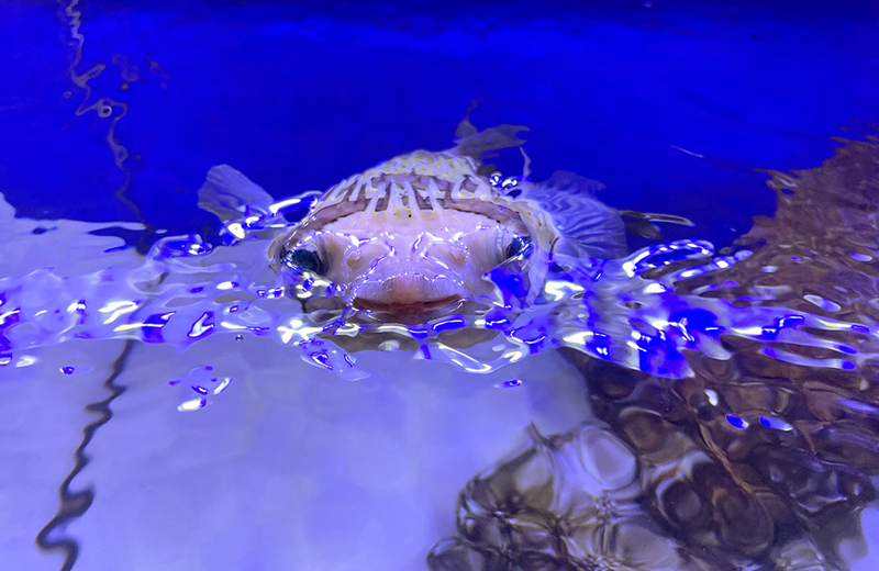 青い照明の水槽で水面に顔を出すフグの仲間