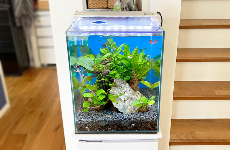 2週間無料お試し!個人宅様に設置した30cm淡水アクアリム 水槽画像4