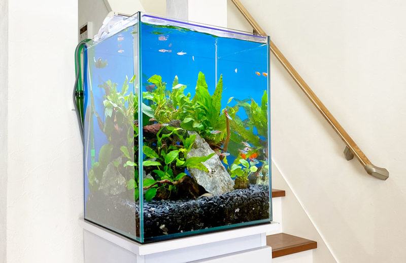 2週間無料お試し!個人宅様に設置した30cm淡水アクアリム 水槽画像1