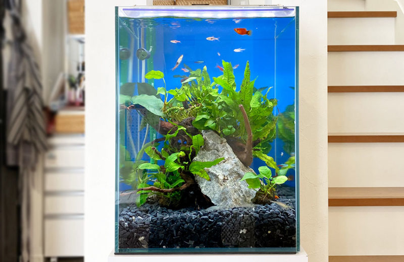 2週間無料お試し!個人宅様に設置した30cm淡水アクアリム 水槽画像3