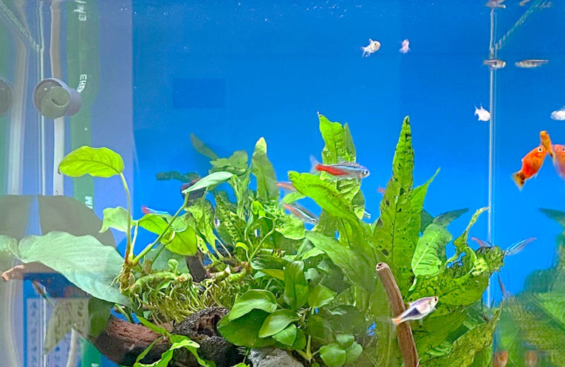2週間無料お試し!個人宅様に設置した30cm淡水アクアリム 水槽画像5