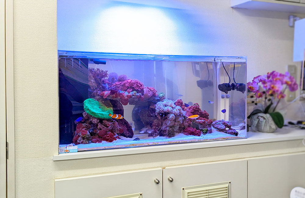企業様の90cm海水魚水槽！サンゴも加えた13年後の様子